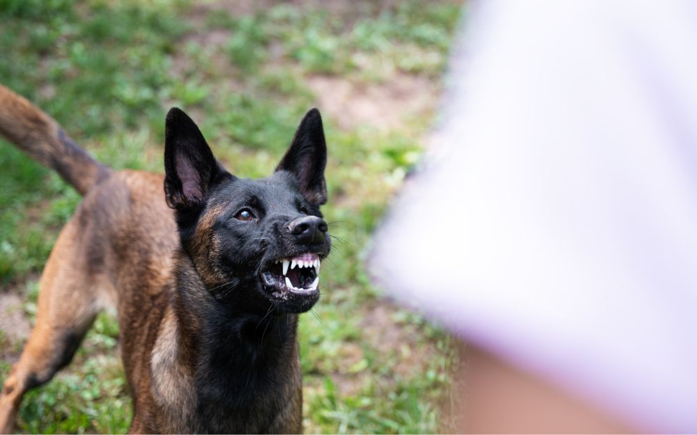 Dog bite claim in Queensland